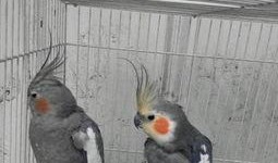 雏鸟 在线观看,在线观看萌动瞬间